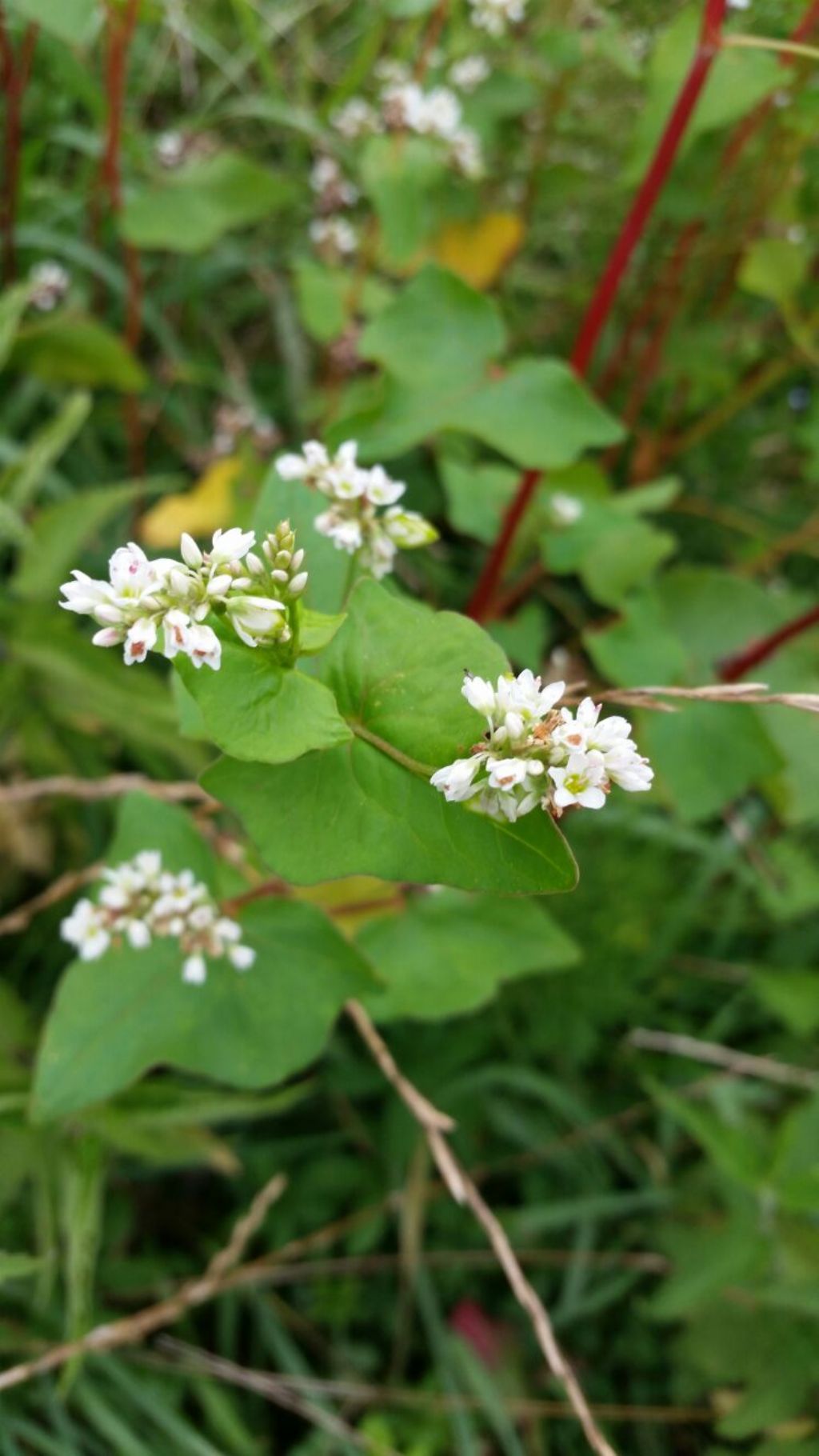 Da identificare - Fagopyrum esculentum